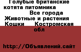 Голубые британские котята питомника Silvery Snow. - Все города Животные и растения » Кошки   . Костромская обл.